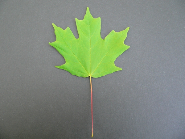 {Acer leucoderme}